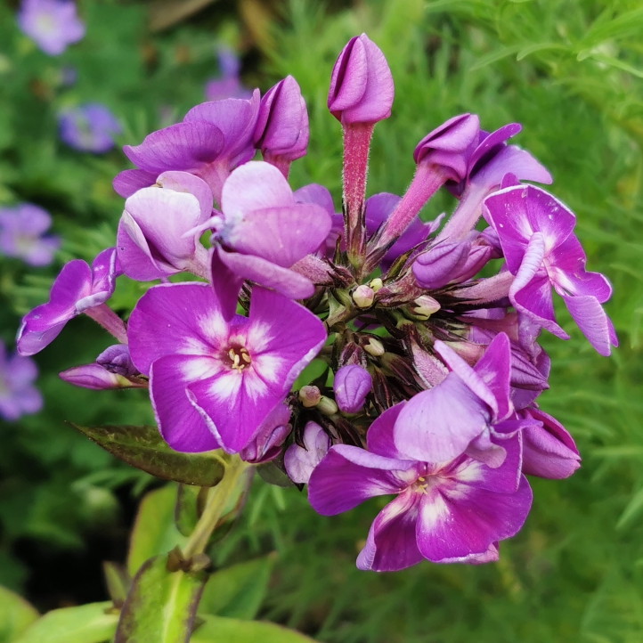 plant image 1611096 plant image 1611096