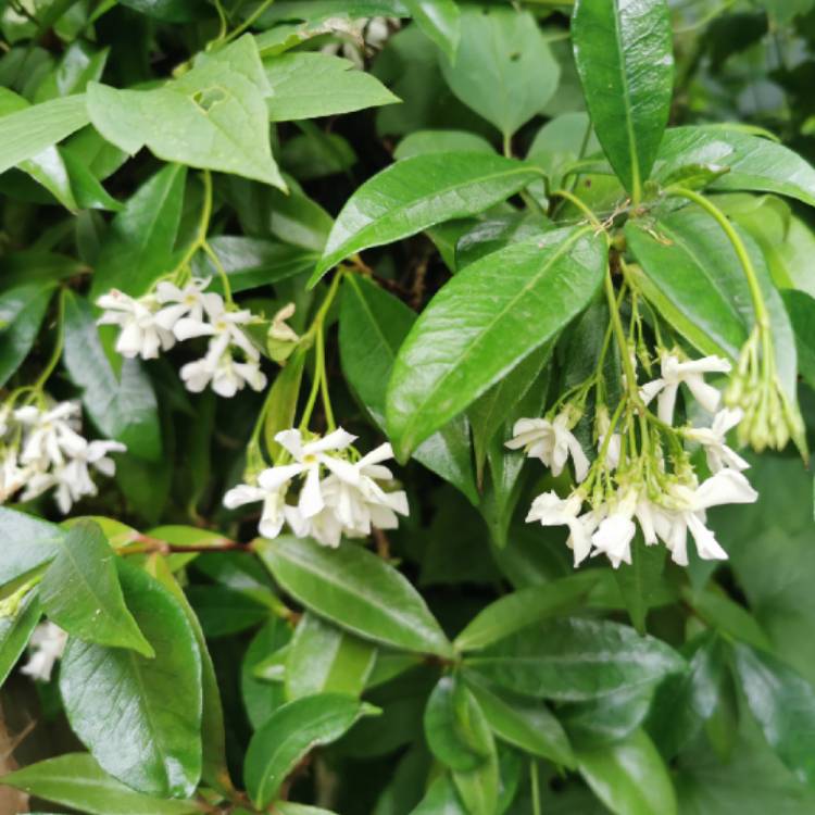 plant image 1612016 plant image 1612016