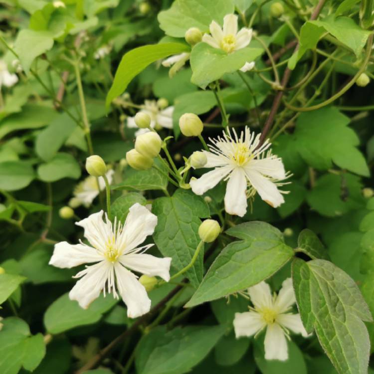 plant image 1612161 plant image 1612161