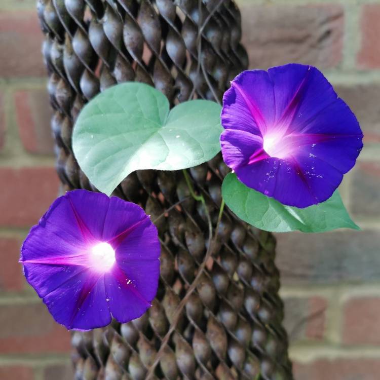 Plant image Ipomoea purpurea 'Grandpa Ott'