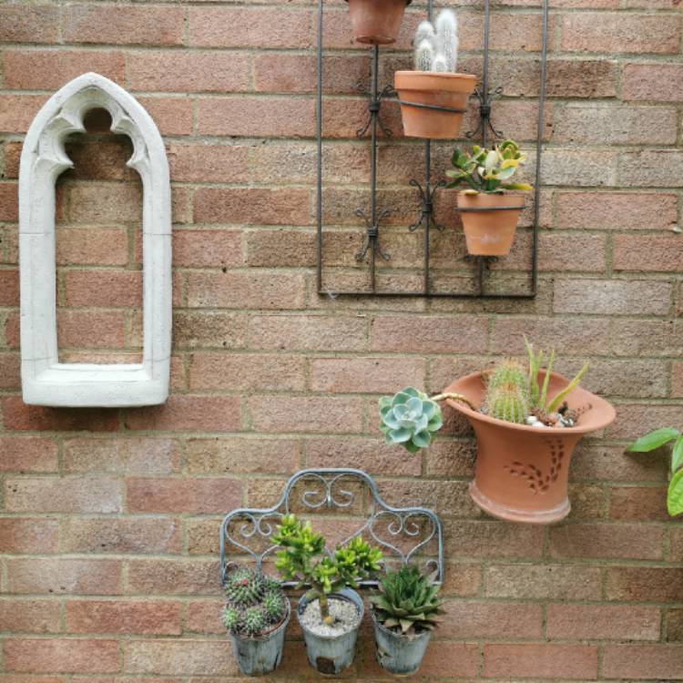 plant image 1612985 plant image 1612985
