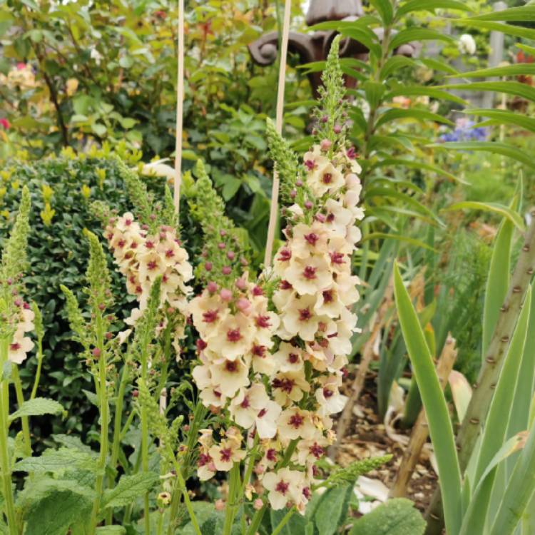 plant image 1613518 plant image 1613518