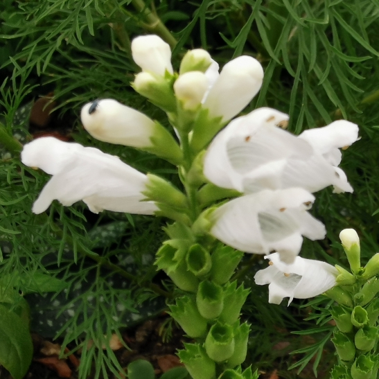 Plant image Physostegia virginiana 'Crystal Peak White'