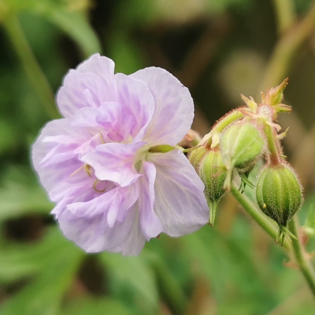 Plant image Geranium pratense 'Cloud Nine'