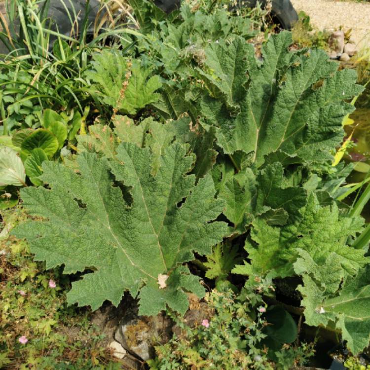 plant image 1616197 plant image 1616197