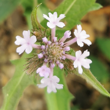 Plant image Verbena rigida 'Polaris'