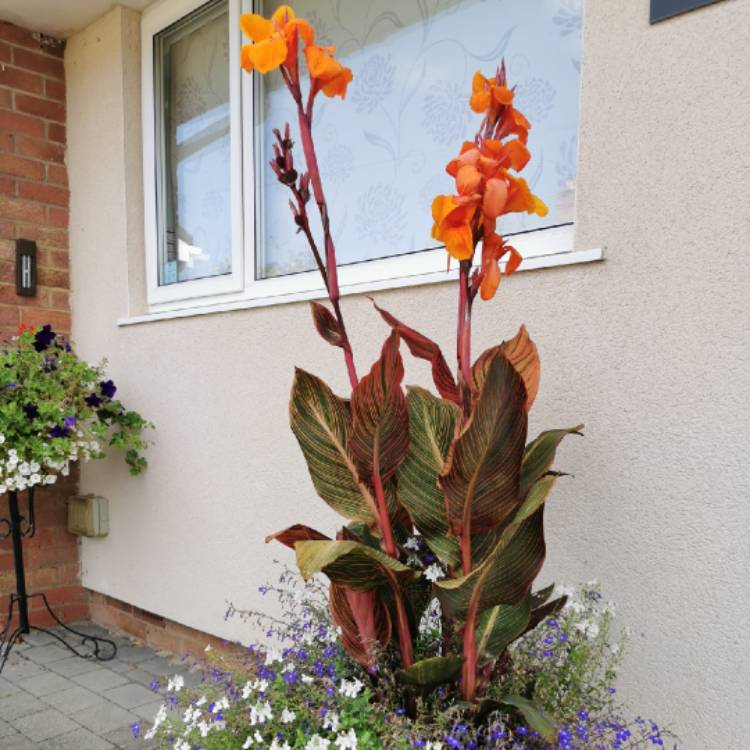 plant image 1622270 plant image 1622270