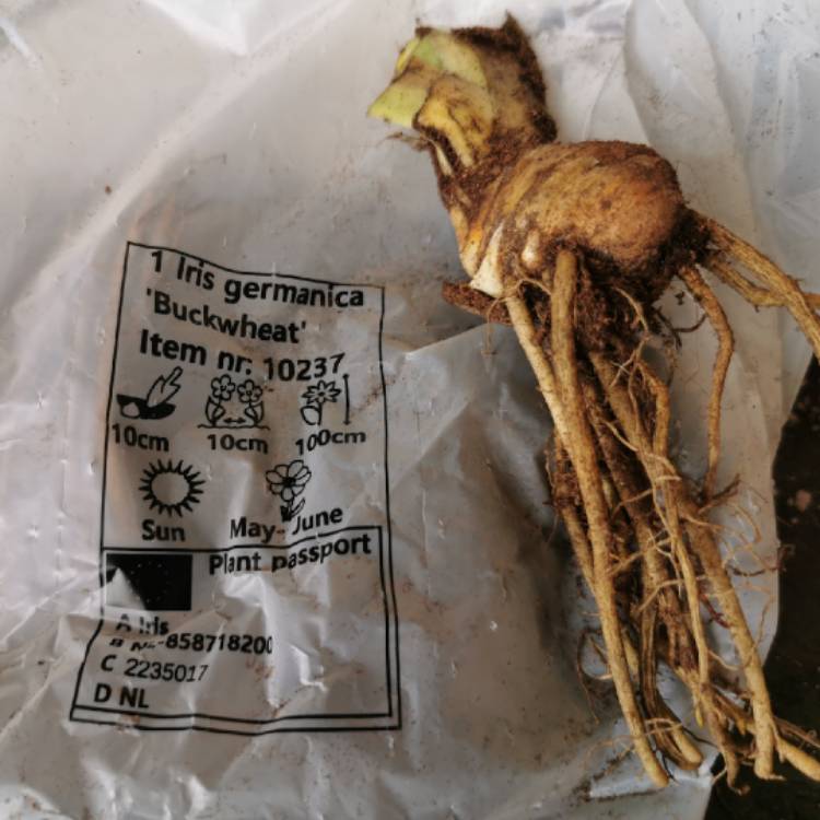 plant image 1626396