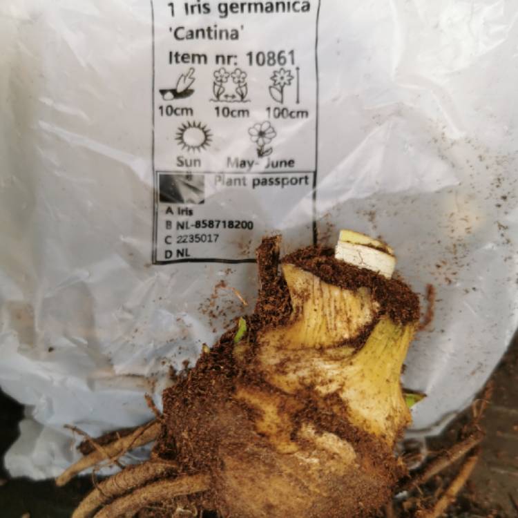 plant image 1626399