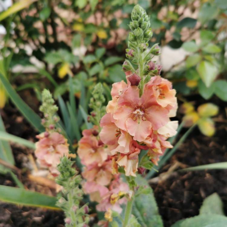 Plant image Verbascum 'Pink Petticoats'