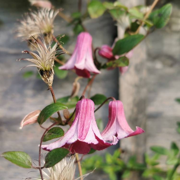 plant image 1631770 plant image 1631770