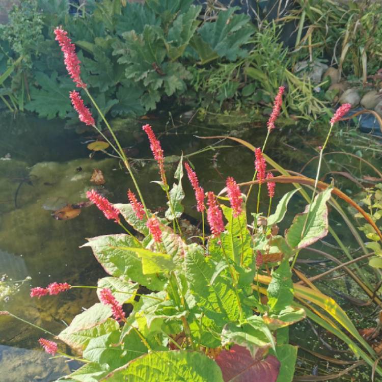 Plant image Persicaria