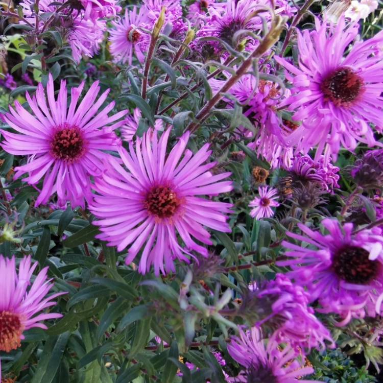 Plant image Symphyotrichum novi-belgii  syn. Aster novi-belgii