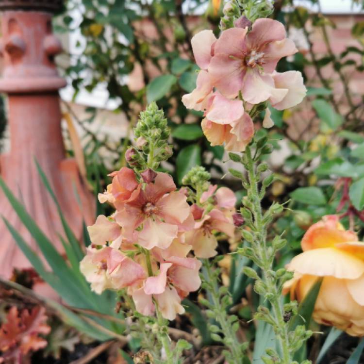 plant image 1633712