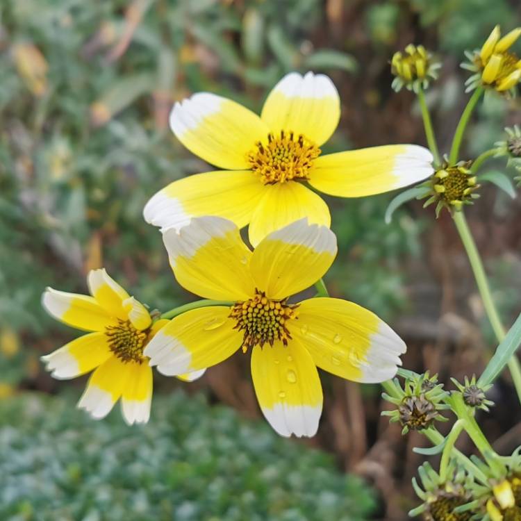 plant image 1634998