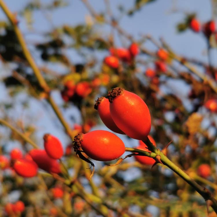 Plant image Rosa canina