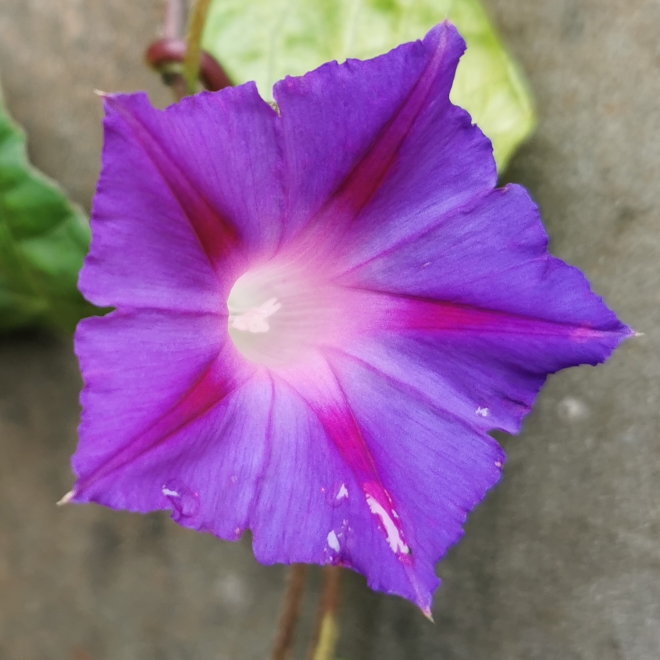 plant image 1635369 plant image 1635369