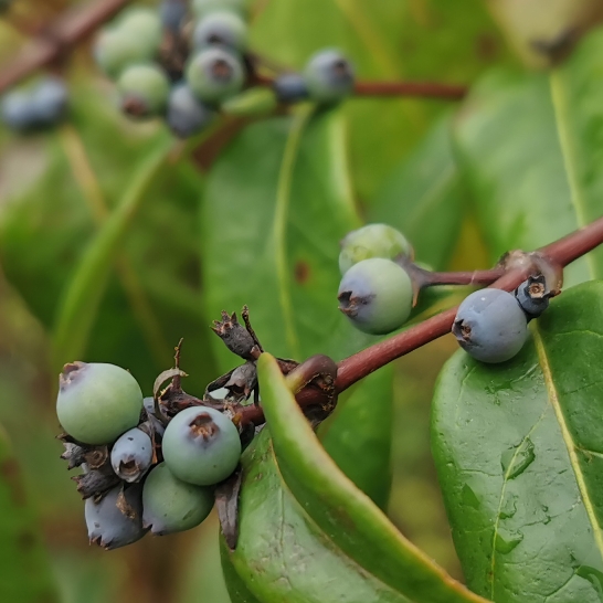 plant image 1637155