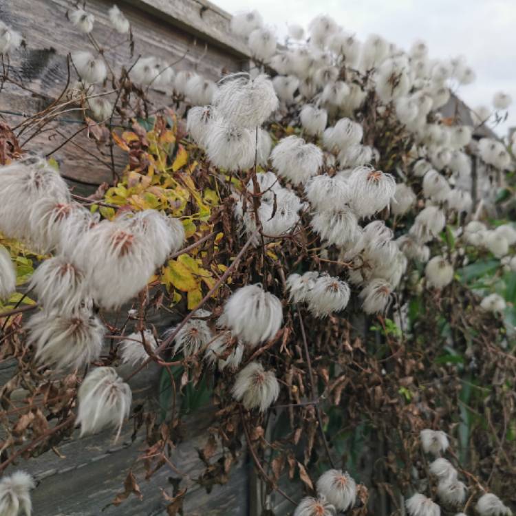 plant image 1637448