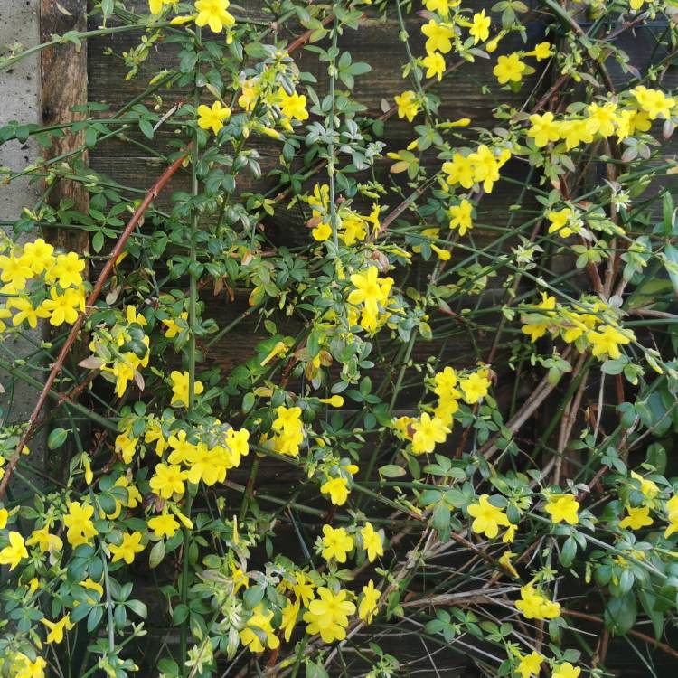 plant image 1638480 plant image 1638480