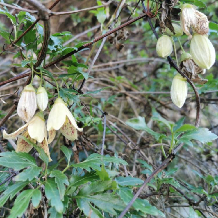 plant image 1642517