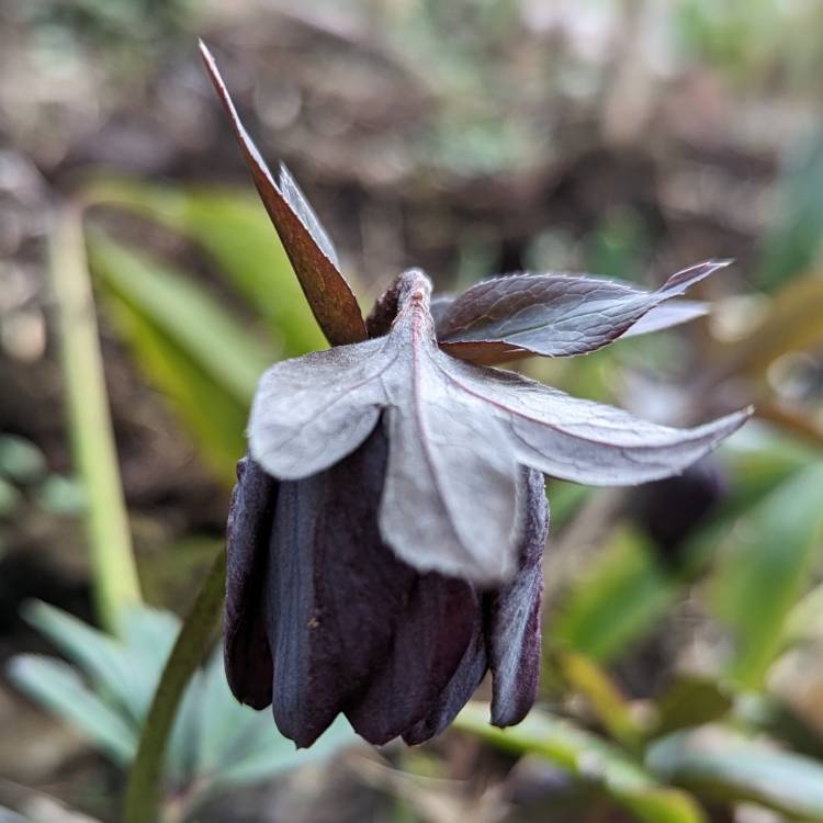 plant image 1646160 plant image 1646160
