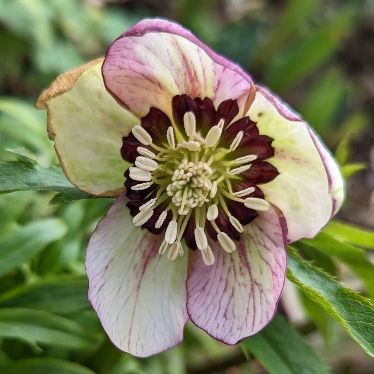 plant image 1646311
