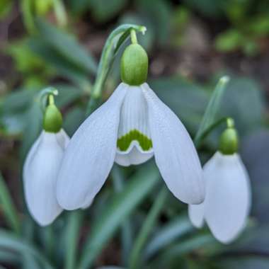 Galanthus nivalis 'Magnet'
