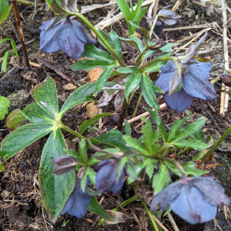 Plant image Helleborus x hybridus 'Blue Metallic Lady' (Lady Series)