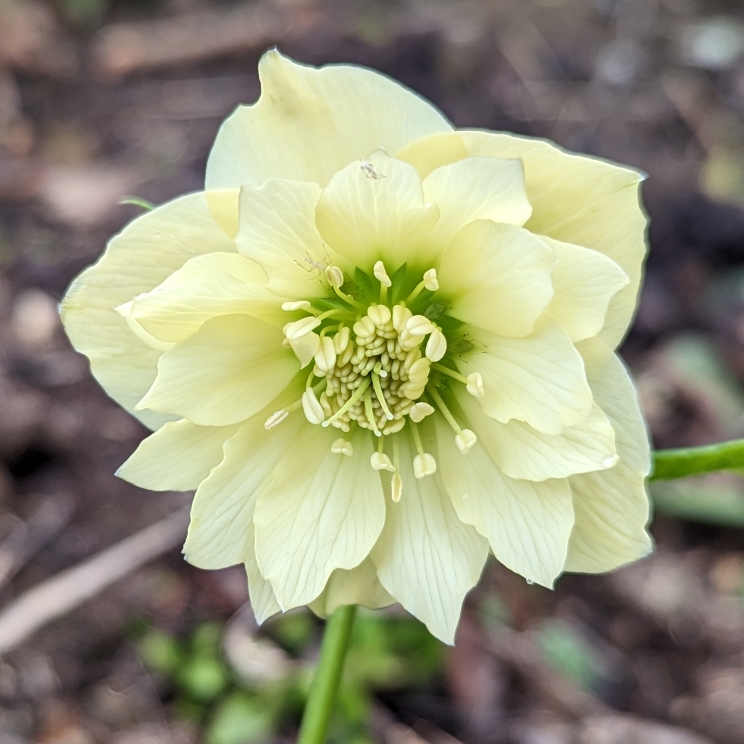 plant image 1650361 plant image 1650361