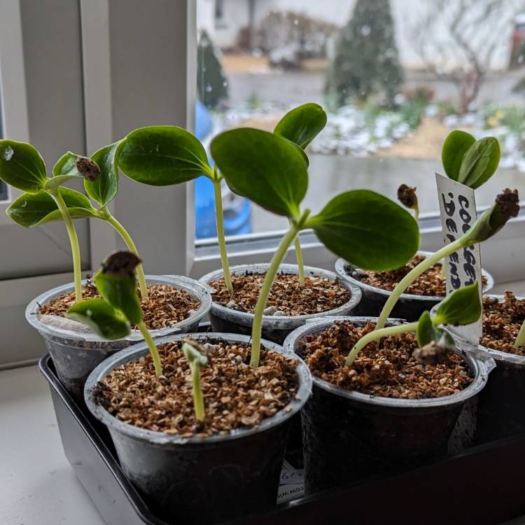Plant image Cucurbita pepo var. Cylindrica 'Defender'