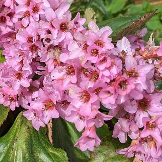 plant image 1652407 plant image 1652407
