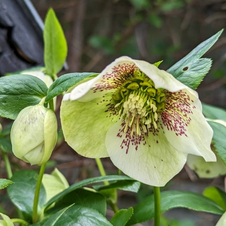 plant image 1654022