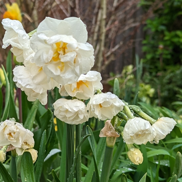 Plant image Narcissus 'Bridal Crown'