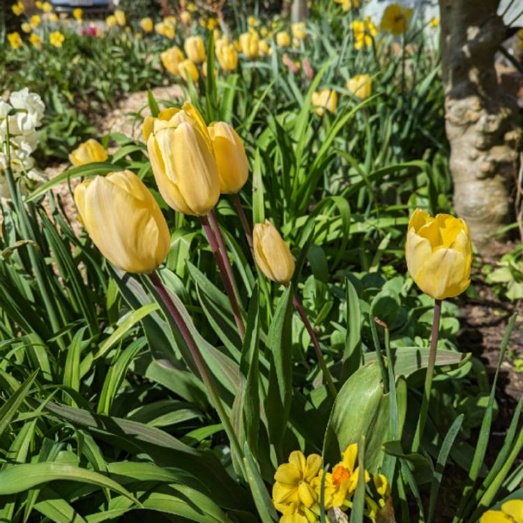plant image 1655697