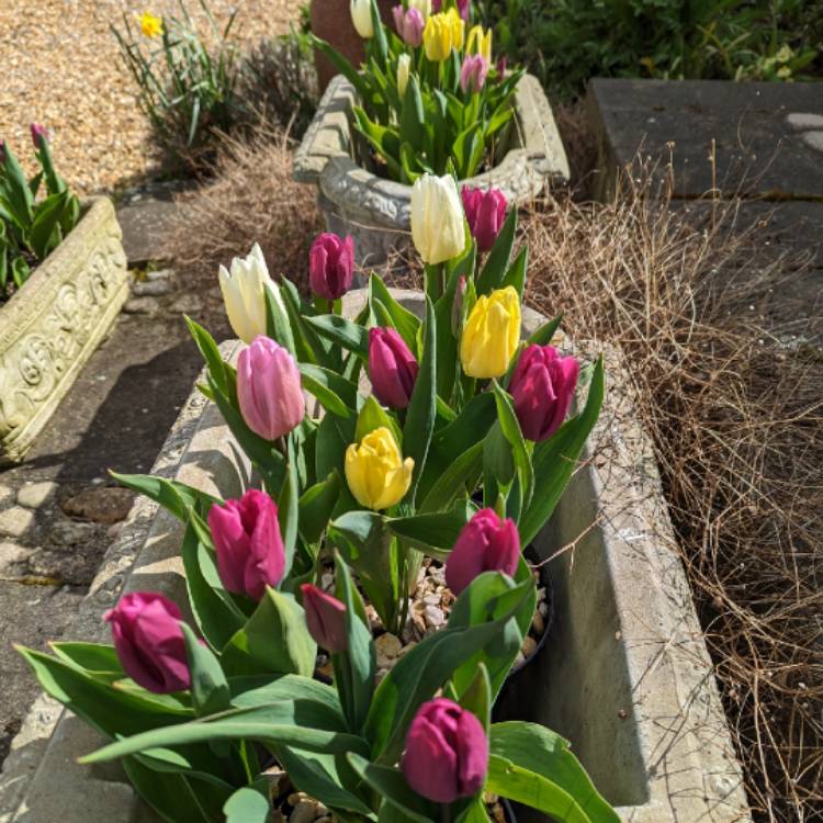 Plant image Tulipa 'Sunny Prince'