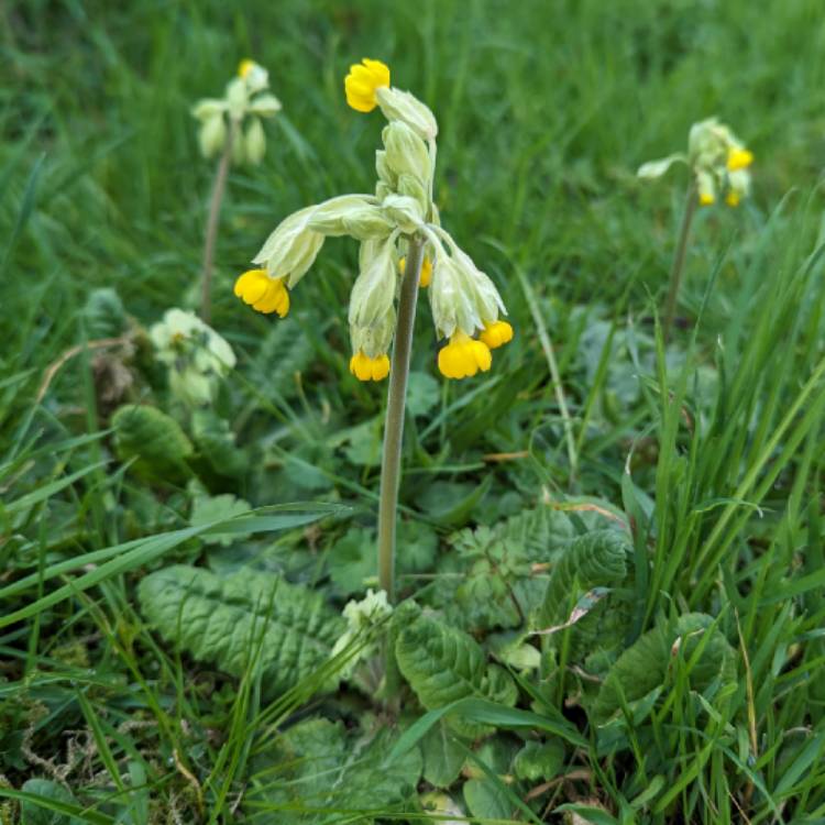 plant image 1656103 plant image 1656103