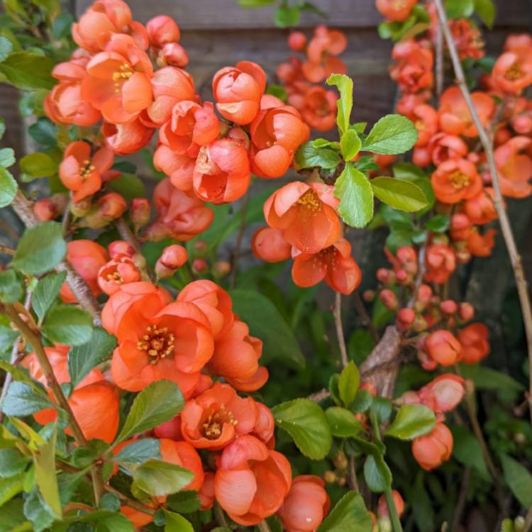 plant image 1656181 plant image 1656181