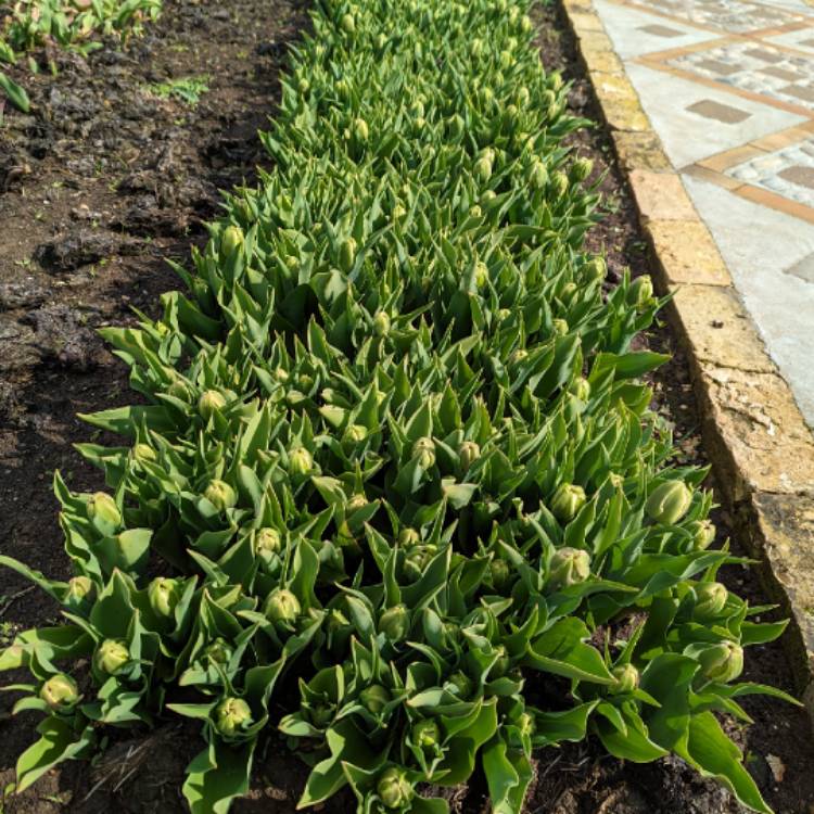 plant image 1657412 plant image 1657412