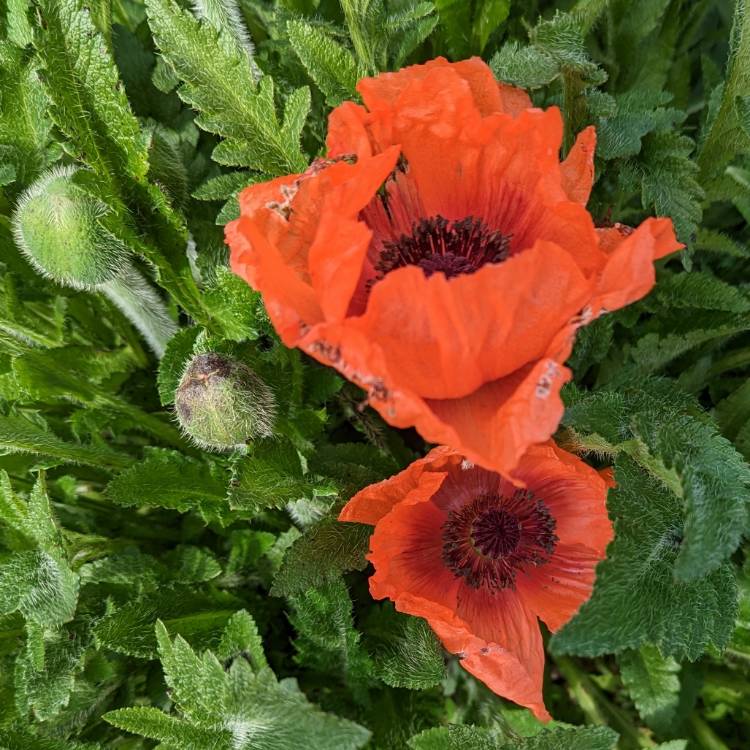 plant image 1657552 plant image 1657552