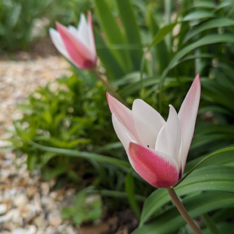 Plant image Tulipa clusiana 'Peppermint Stick'