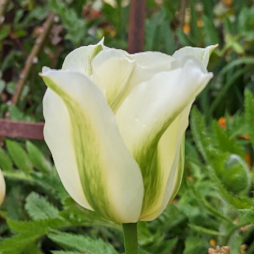 plant image 1661500 plant image 1661500