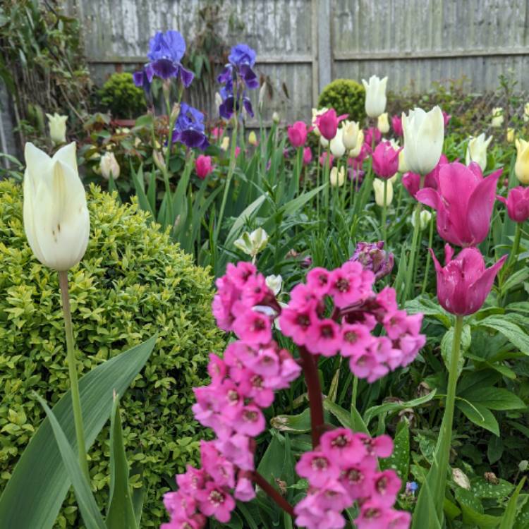 plant image 1662114 plant image 1662114