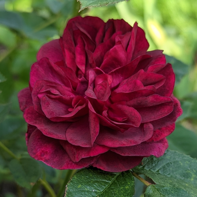 plant image 1666504 plant image 1666504
