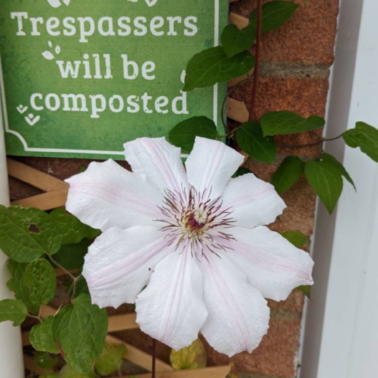 plant image 1667769