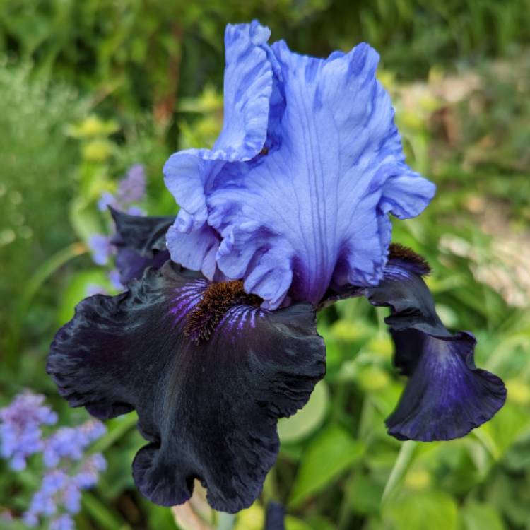 plant image 1667773 plant image 1667773