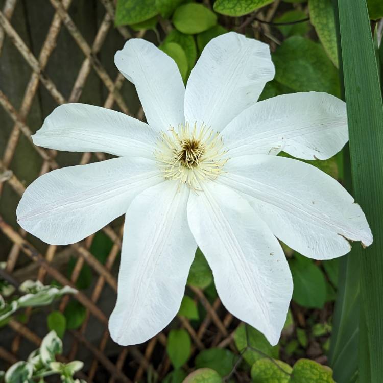 Plant image Clematis 'Wadas Primrose'