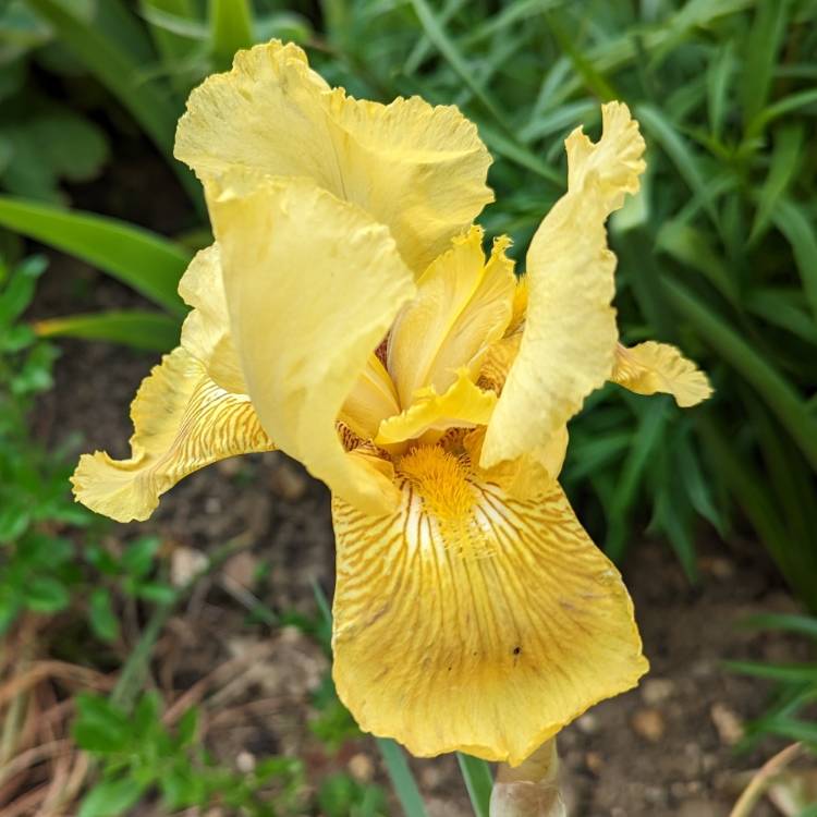 Plant image Iris x germanica 'Buckwheat'