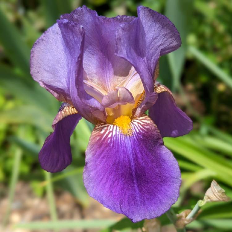 Plant image Iris x germanica 'Cantina'