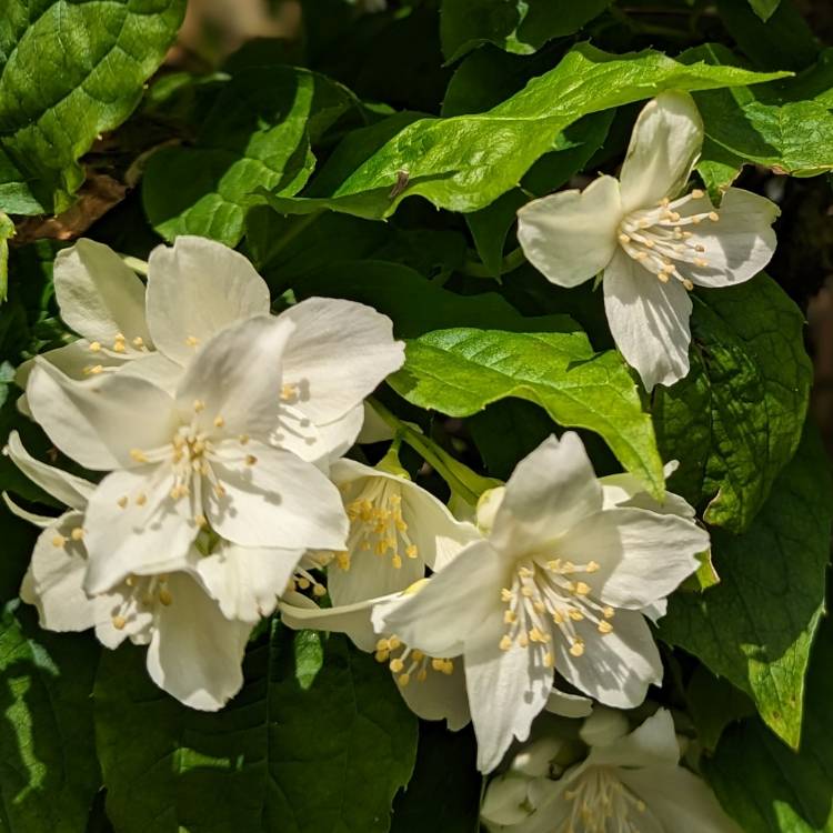 Plant image Philadelphus